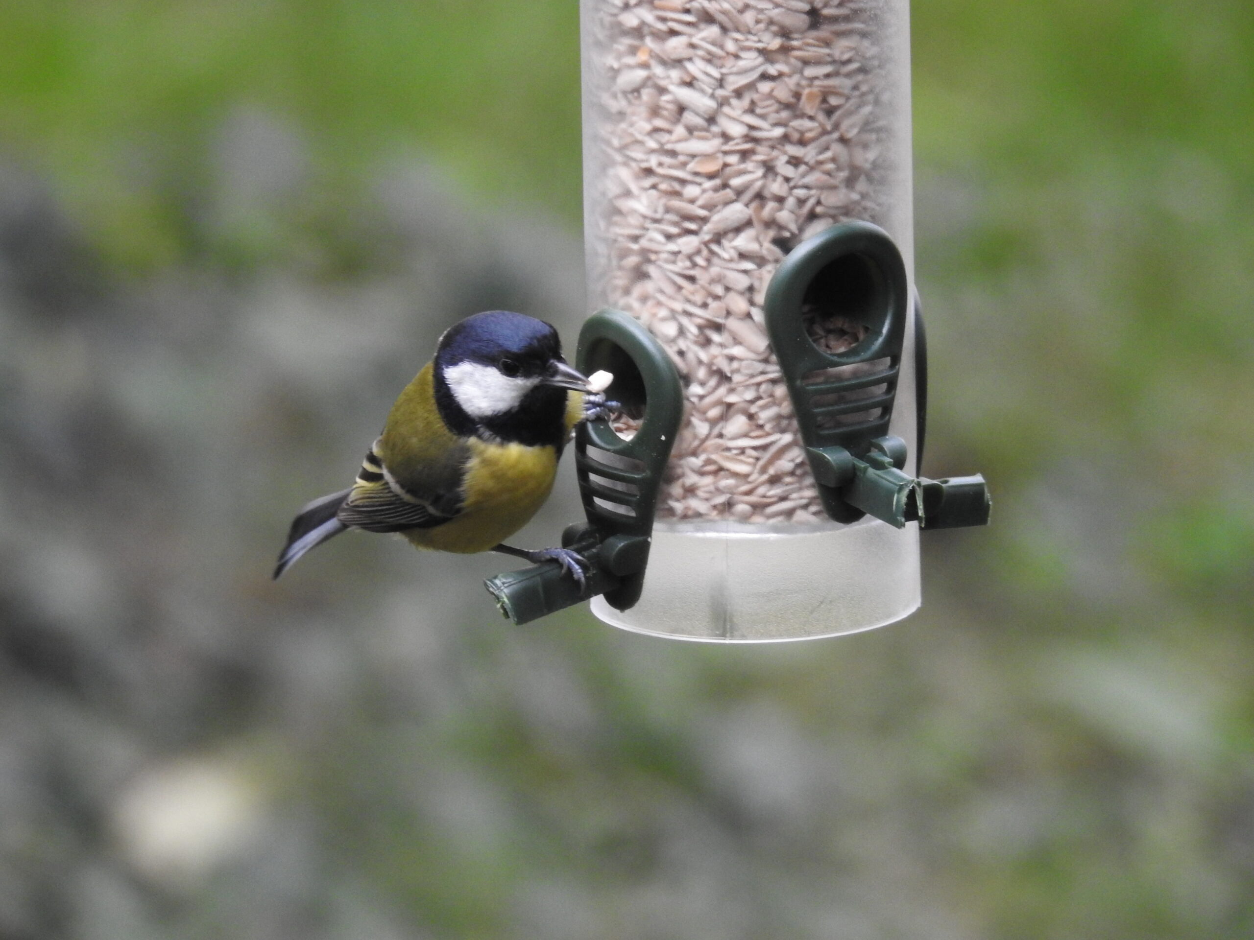 Great Tits in the City – How to Support them in Winter - Research in Poland