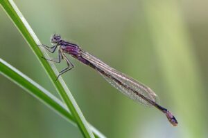 Temperate damselflies, climate change and invasive species: The impacts of  accelerated insect development