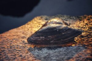 Why Are Freshwater Mussels Facing Mass Extinction? A Polish Researcher Aims to Find Out