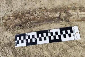 Mammoth bones discovered during highway construction in Poland