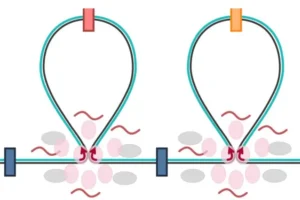 Super-knots: Cellular “zip ties” shape the maturation and specialization of cells