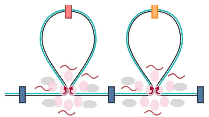 Super-knots: Cellular “zip ties” shape the maturation and specialization of cells
